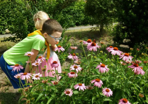 Pochylony chłopiec przygląda się kwiatom na rabacie